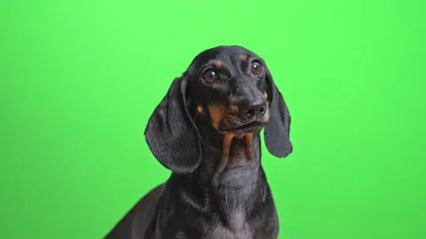 Curious dachshund glancing around on vibrant green background Stock Footage 311900952