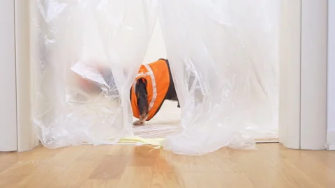 Curious dachshund in orange vest exploring through plastic curtain indoors Stock Footage 319970403