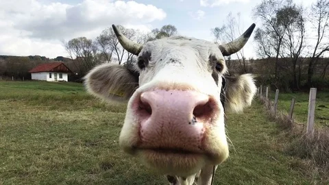 A curious dairy cow Stock Video Pond5
