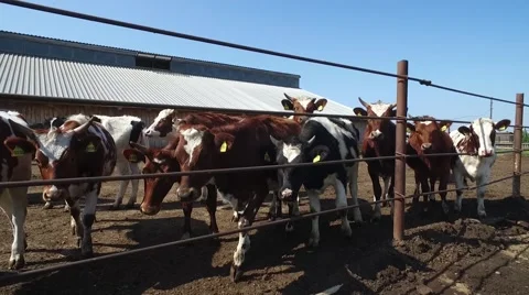 Curious dairy cows in  open corral on summer day 스톡 동영상 66250425