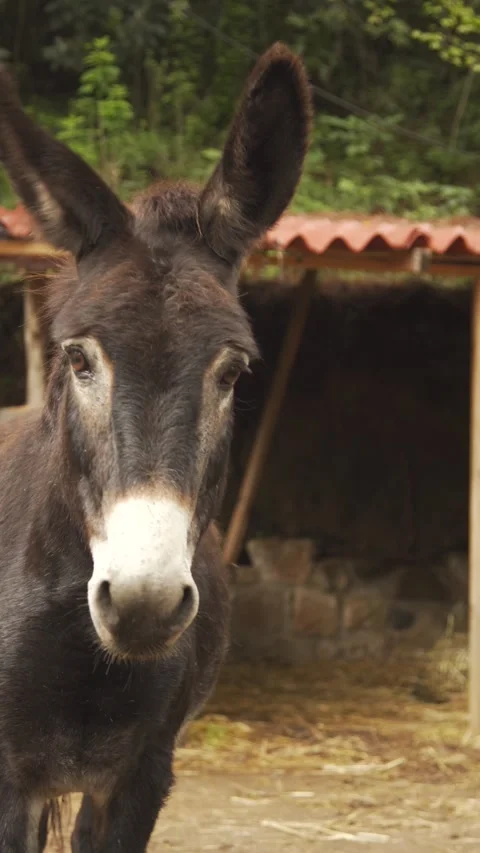 Curious dark brown donkey looking at the camera Stock-Footage 336998311