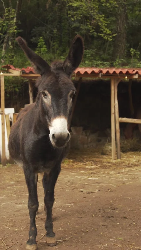Curious dark donkey looking at the camera on a farm Stock-Footage 336998614