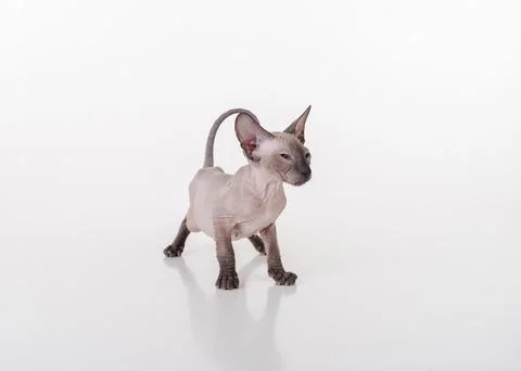 Curious Dark Very Young Peterbald Sphynx Cat Sitting on the white table wit.. Stock Photos