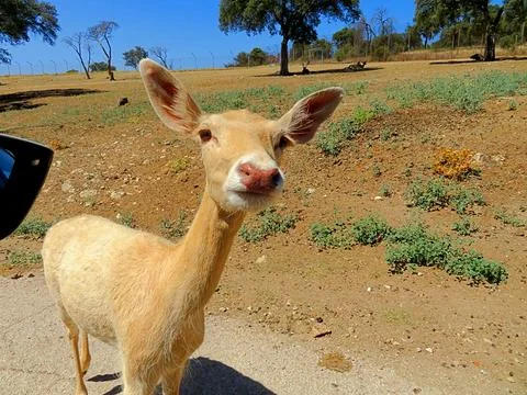 Curious Deer Approaching a Car Stock Photos