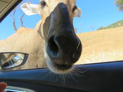Curious Deer Approaching a Car Foto stock
