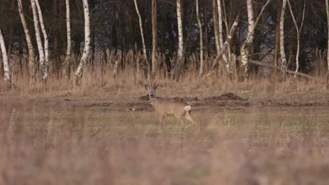 Curious deer in the background of the forest, 4K slomo Stock Footage 171861868