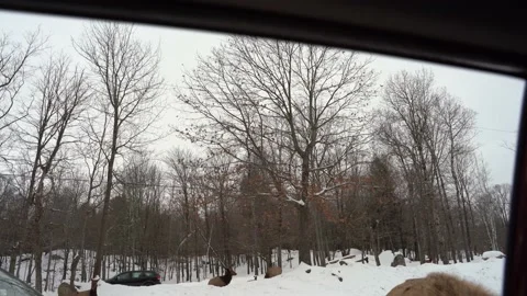 Curious deer by car window Stock Footage 147405365