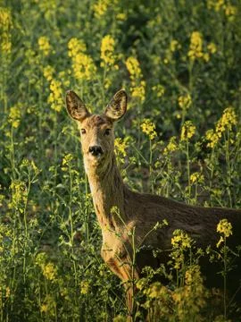 A curious deer cow in a flowering rape field in the morning sun Stock Photos
