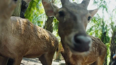 Curious deer exploring tropical forest Stock Footage 303807623
