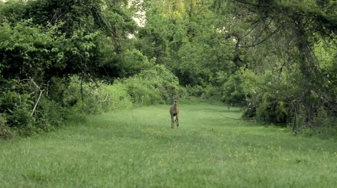 Curious Deer Stock Footage 1918897