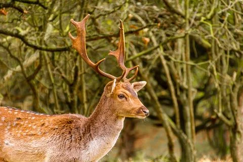 Curious deer in forest Stock Photos