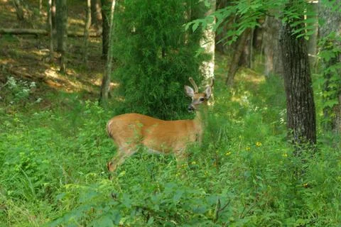 Curious Deer Stock Illustration
