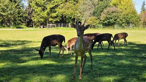Curious deer looking directly at camera in sunny meadow Stock Photos