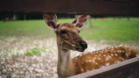 A curious deer is looking through a wooden fence at the camera Stock Footage 344898666