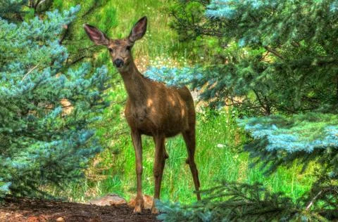A curious deer peaks through the pine tree's Stock Photos