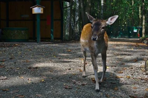 A curious deer Stock Photos
