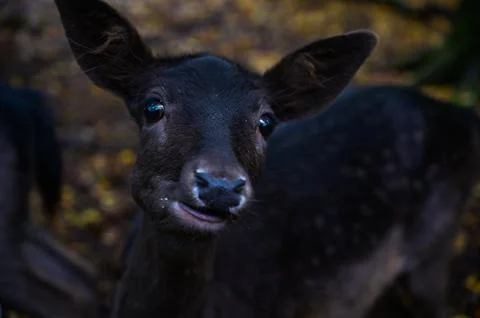 Curious deer Stock Photos