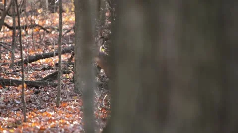 Curious Deer revealed from big tree. 스톡 동영상 9548037