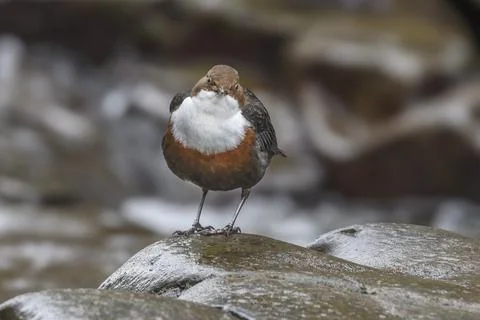Curious Dipper by River Usk Stock Photos