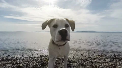 Curious Dog at Beach Stock Footage 62308320