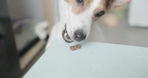 Curious Dog Eagerly Watching Delicious Treat on the Table Vídeos de archivo 301218084