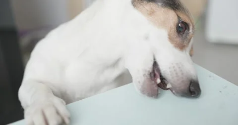 Curious Dog Eagerly Watching Delicious Treat on the Table 스톡 동영상 301218268