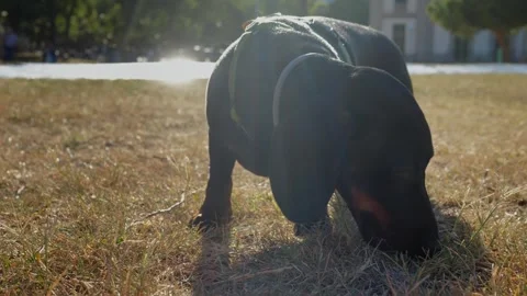 A Curious Dog Enjoying an Adventure While Exploring the Beautiful Outdoors in Stock Footage 285768446