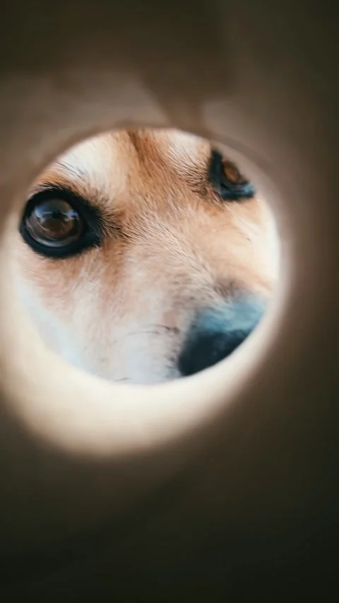 Curious Dog Exploring Coastal Pipe. Stock Footage 327041184