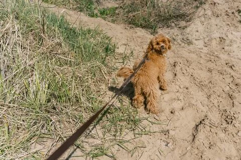 Curious Dog Exploring a Sandy Trail Stock Photos