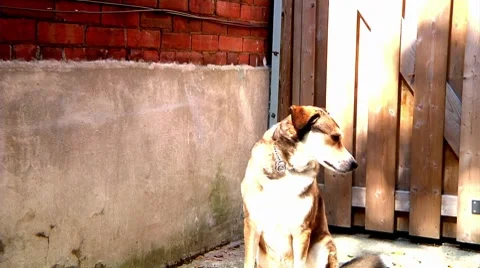 Curious dog Stock Footage 8686952