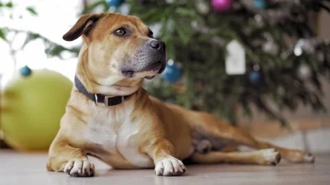 Curious dog. Video stock 147253314