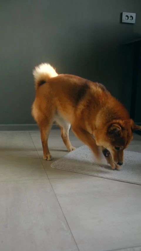 Curious dog inspects rug edge. Brown dog investigates carpet with playful pawing Stock Footage 337550648