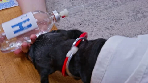 Curious dog interacts with iv drip during playtime on carpet Video stock 309837516