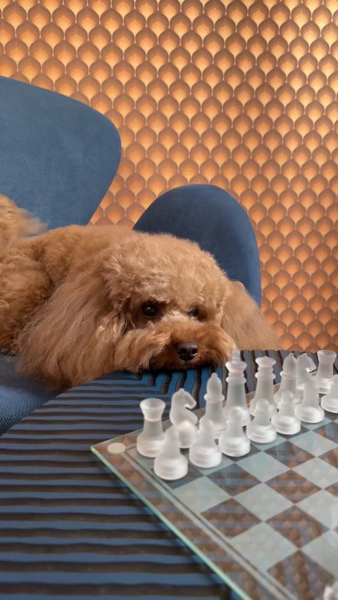 Curious dog looking at chessboard in indoor studio setting with fur and plastic Stock-Footage 343772293