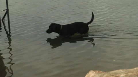 Curious Dog Looking For Fish in the Lake Stock-Footage 66435123