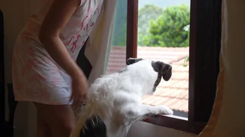 Curious Dog Looking Out A Window Stock Footage 58118498