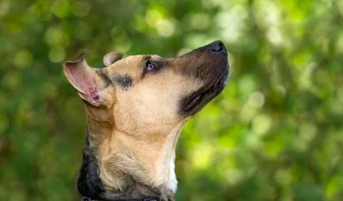 Curious Dog Looking Up Stock Photos