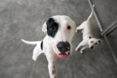 Curious Dog Looking Up Stock Photos