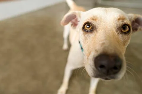 Curious Dog Looking Stock Photos