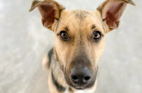 Curious Dog Looking Up Stock Photos