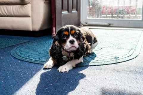 Curious Dog Looking Up 写真素材