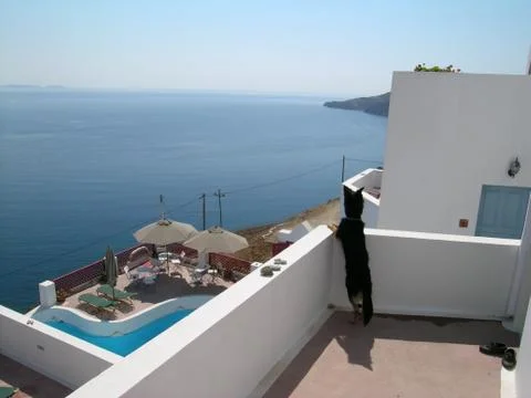 Curious dog looking at the sea Foto stock