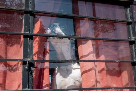 Curious dog looking through an old window with metal bars and red curtains Stock Photos