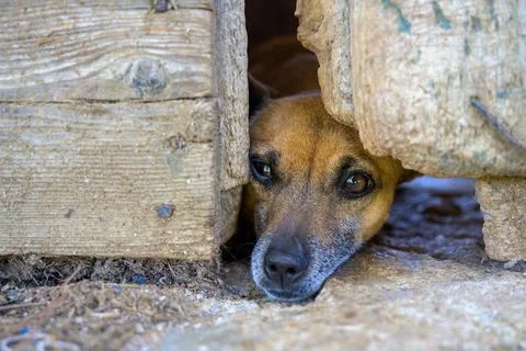 Curious Dog Peering Through Rustic Wooden Fence in Spain Stock Photos