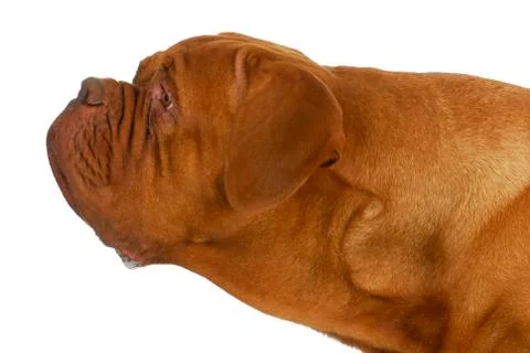 Curious dog Stock Photos