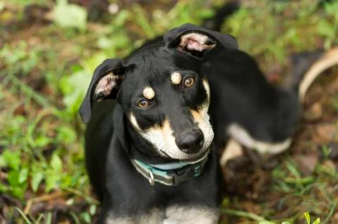 Curious Dog Stock Photos