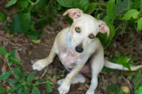 Curious Dog Stock Photos