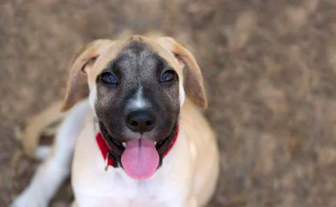 Curious Dog Stock Photos