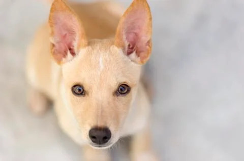Curious Dog Stock Photos