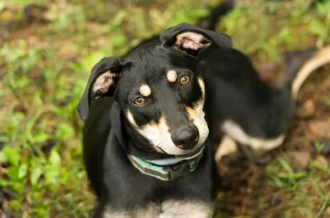 Curious Dog Stock Photos